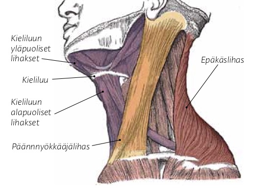 Kehonhuolto Ja Parhaat Niskajumppaliikkeet Anatomia Kehotietoisuus Kehonhuolto Ja Parhaat Niskajumppaliikkeet Anatomia Kehotietoisuus