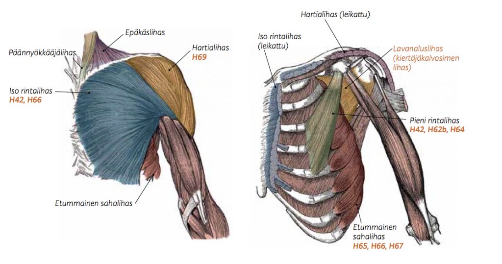 Kehonhuolto Ja Parhaat Niskajumppaliikkeet Anatomia Kehotietoisuus Kehonhuolto Ja Parhaat Niskajumppaliikkeet Anatomia Kehotietoisuus